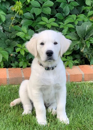 White Lab Hoosier the 3rd